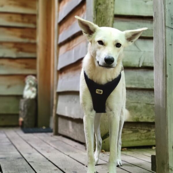 Chien bienvenu dans Les Cabanes Enchantées, hébergements insolites dans les Hautes Alpes dans le Parc naturel des Ecrins