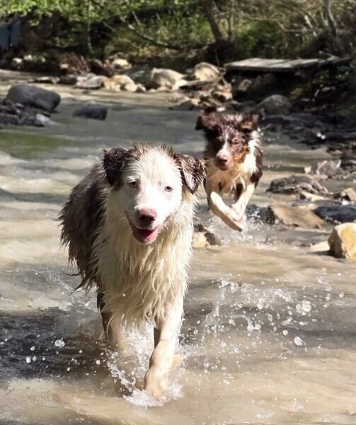 Camping Champ la Chèvre