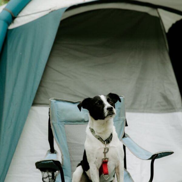 Camping en Ardèche dogfriendly- Camping Yelloh Village La Plaine, à Ruoms, en Ardèche