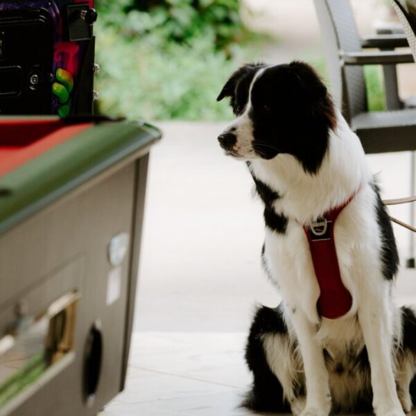 Restaurant et bar godfriendly - Camping Yelloh Village La Plaine, à Ruoms, en Ardèche