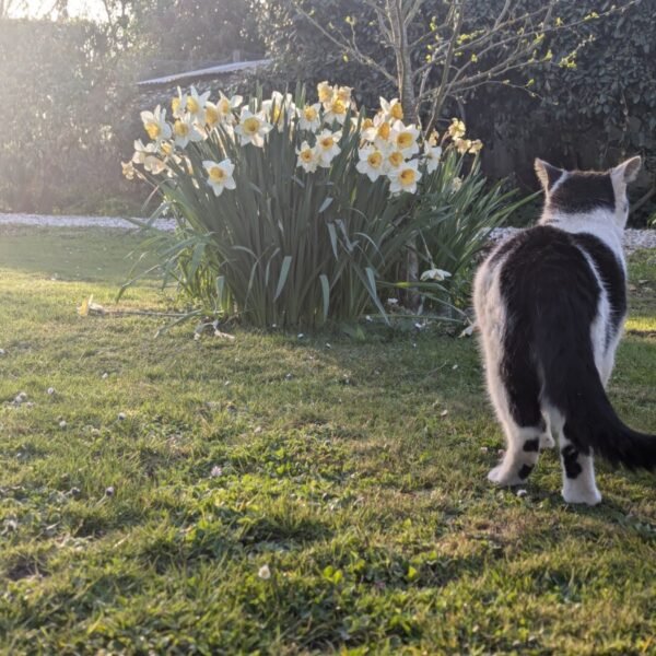 Gîte avec animaux de compagnie - La Fermette du Marais à Rue, dans la Somme