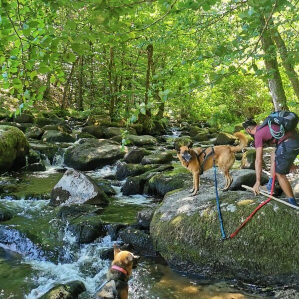 Camping les Sapins de Corrèze