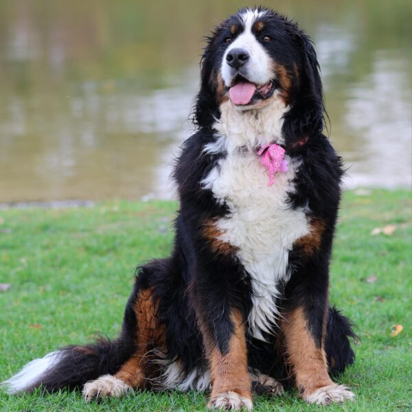 chien du directeur du village vacances Beauséjour - vacances avec son chien en Bretagne
