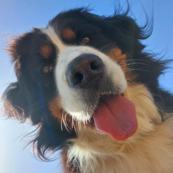 chien du directeur du village vacances Beauséjour - vacances avec son chien en Bretagne