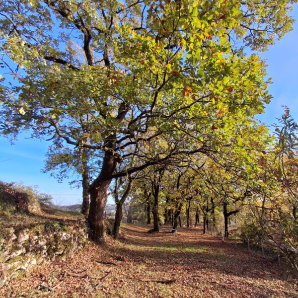 Gîte Le Chalet de Carrou