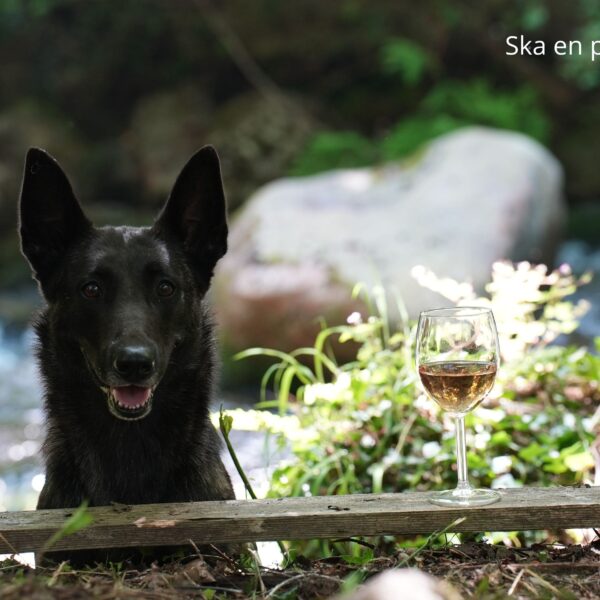 Chien au Gîte La Forge d'Espy à Illier-et-Lamarade en Arège
