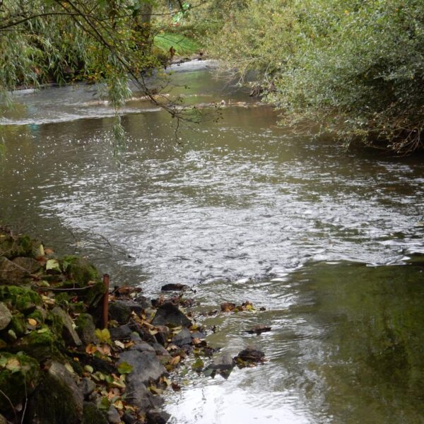 Rivière proche du Gite Le Moulin des Myrtilles à Le-Grand-Bourg dans la Creuse