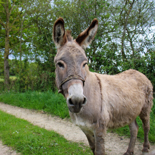 Animaux du Domaine le Bas Chitray à Ménil en Mayenne