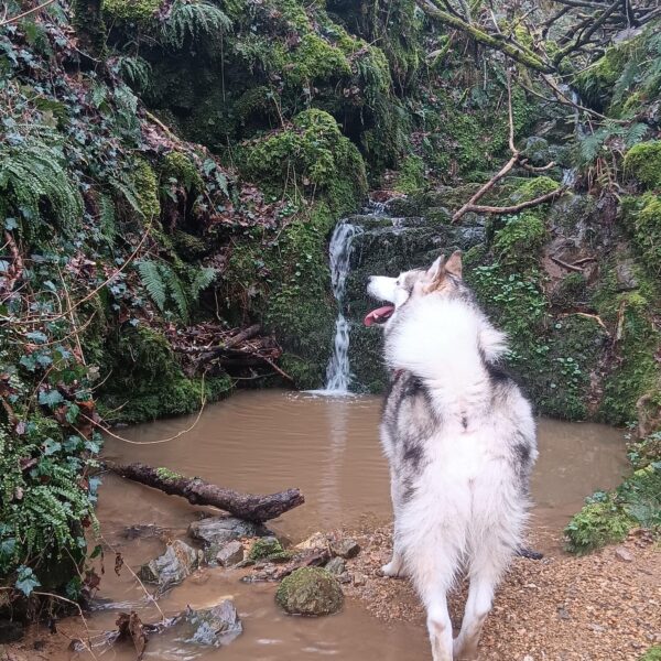 Chien au Gite La Tanière de l'Alchimiste à Sécheras en Ardèche