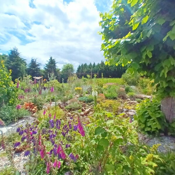 La nature autour du Gite Le Moulin des Myrtilles à Le-Grand-Bourg dans la Creuse