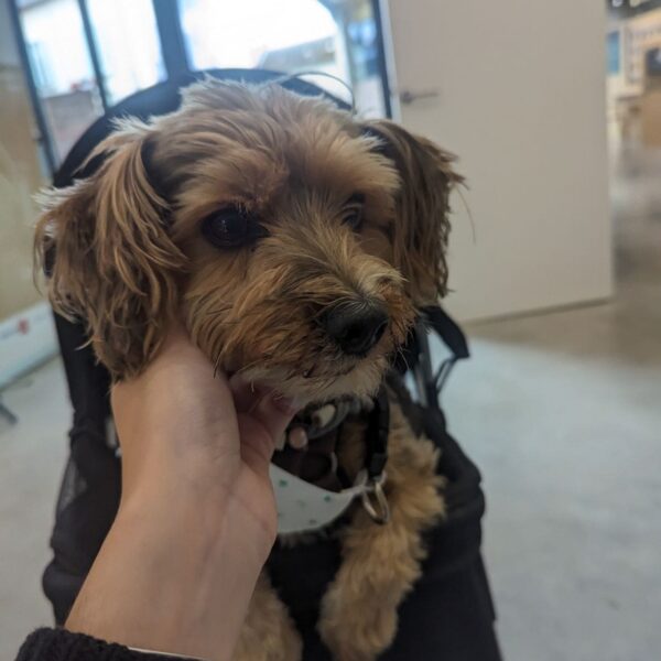 Musée de Vignacourt (guerre 14-18)