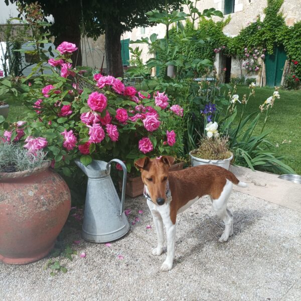 Gîte Le Relais des Roses