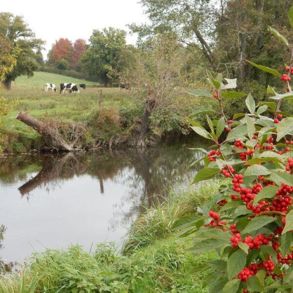 Rivière proche du Gite Le Moulin des Myrtilles à Le-Grand-Bourg dans la Creuse