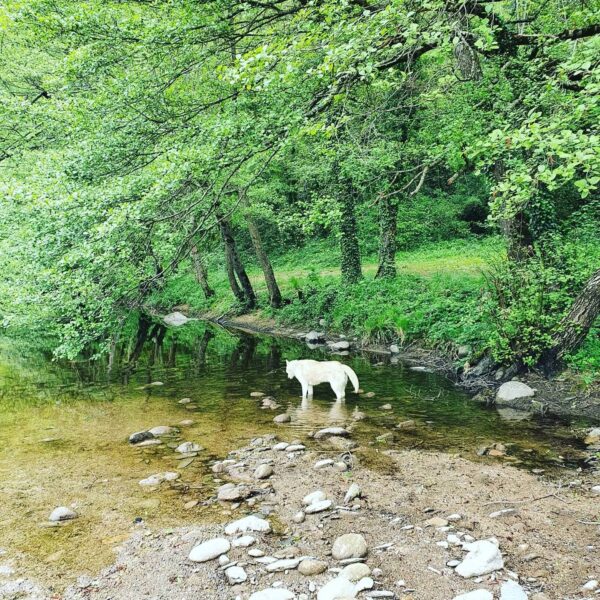 Camping le Pont du Tarn