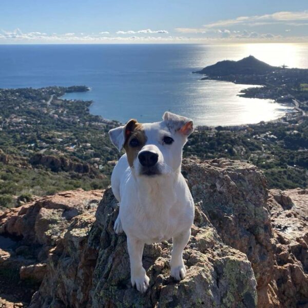 Chien du Camping La Bastiane à Puget-Sur-Argens dans le Var
