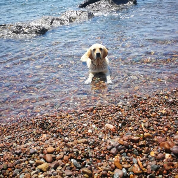 Chien du Camping La Bastiane à Puget-Sur-Argens dans le Var
